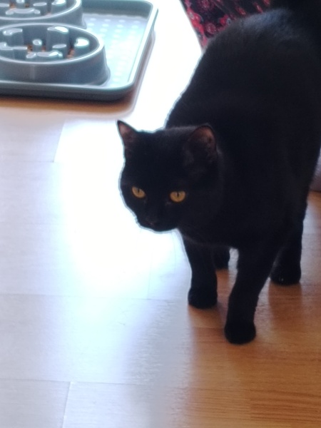 My first cat tax!