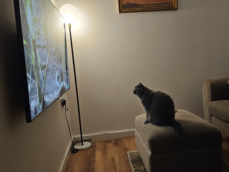 Machiavellian Misbehaviour- the Excellent Cats Deny Everything