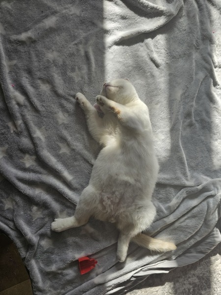 Advice needed for situation with poorly cat