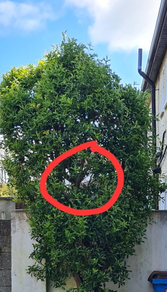 Neighbour destroying nests