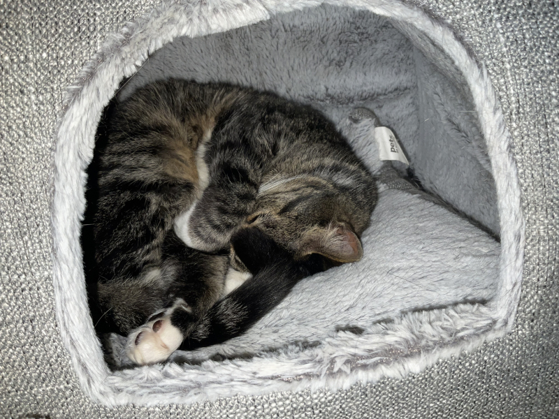 Rare example of getting one over on the cat :-)