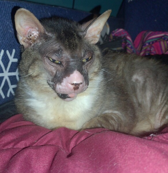 Machiavellian Misbehaviour- the Excellent Cats Deny Everything