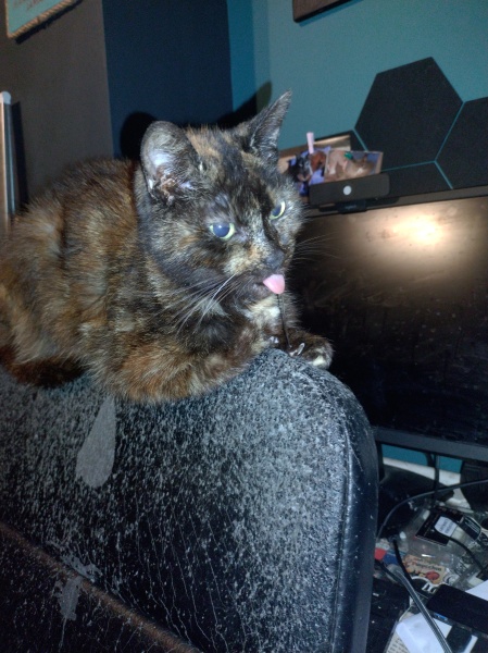 Machiavellian Misbehaviour- the Excellent Cats Deny Everything