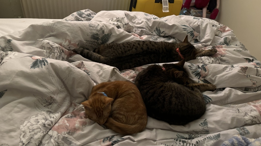 Machiavellian Misbehaviour- the Excellent Cats Deny Everything