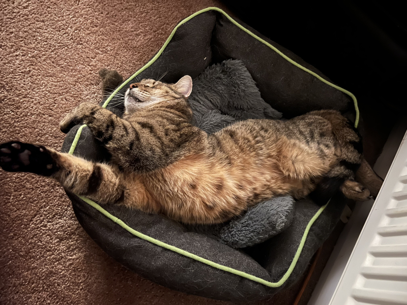 Thug cat part 5 - For he will not do destruction, if he is well-fed, neither will he spit without provocation.