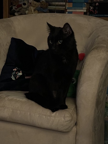 So we got a cat…