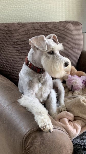 4 year old dog-train to stay off the sofa