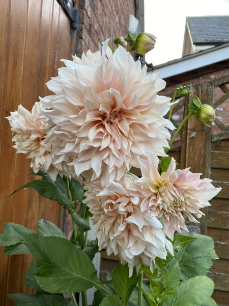 Is anyone ready to be excited about dahlias yet?