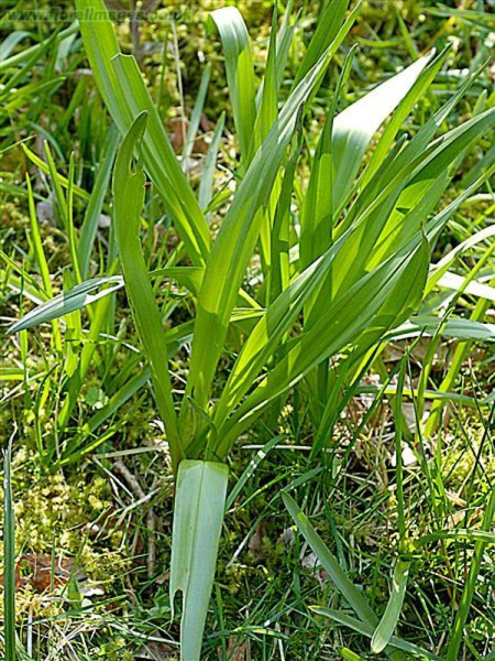 Plant grown from a mystery tuber -I'd?