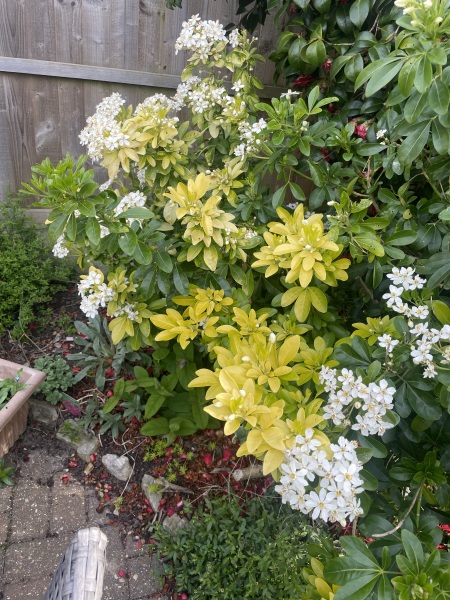 What is this scented hedge plant?