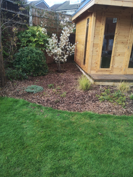 Multi stem Amelanchier Training