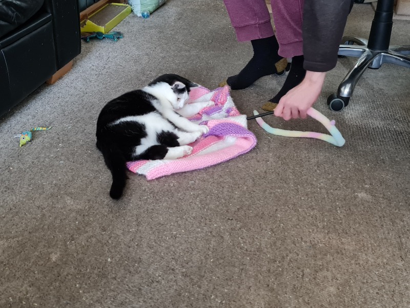 Machiavellian Misbehaviour- the Excellent Cats Deny Everything