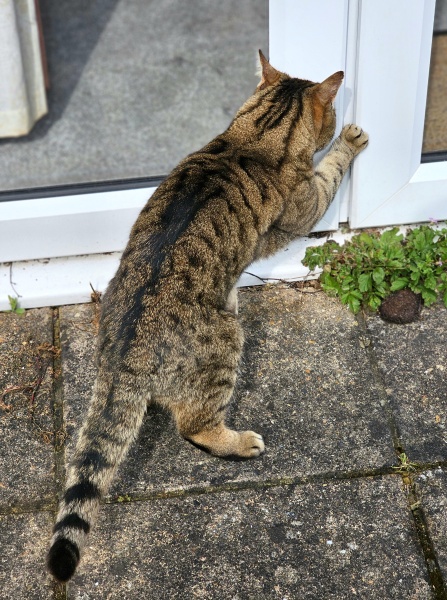 Thug cat part 5 - For he will not do destruction, if he is well-fed, neither will he spit without provocation.