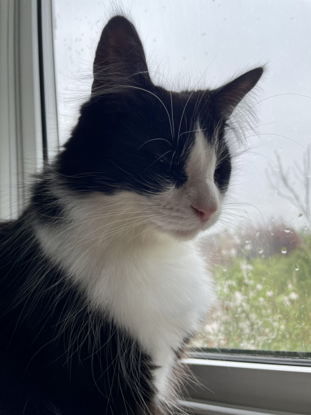 Sheba - spot the difference!