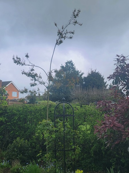 Advice on my Amelanchier x lamarckii