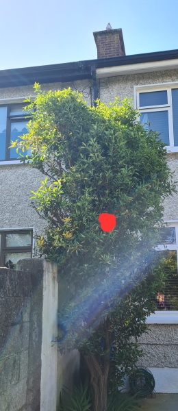 Neighbour destroying nests