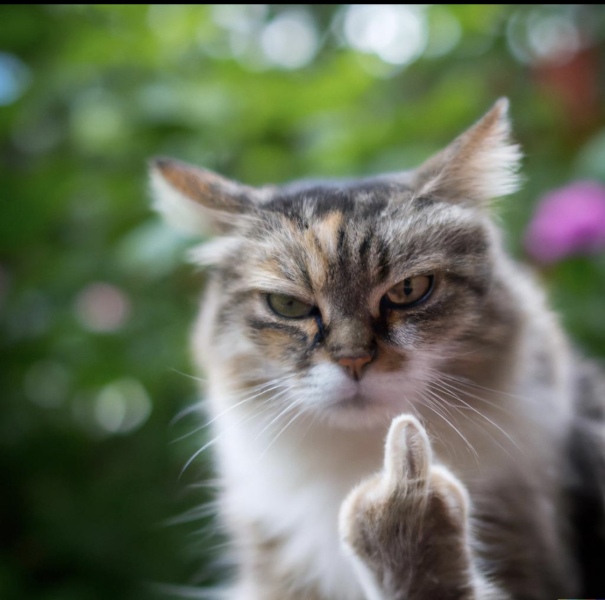 To want DH to stop sending me photos of things that displease him?