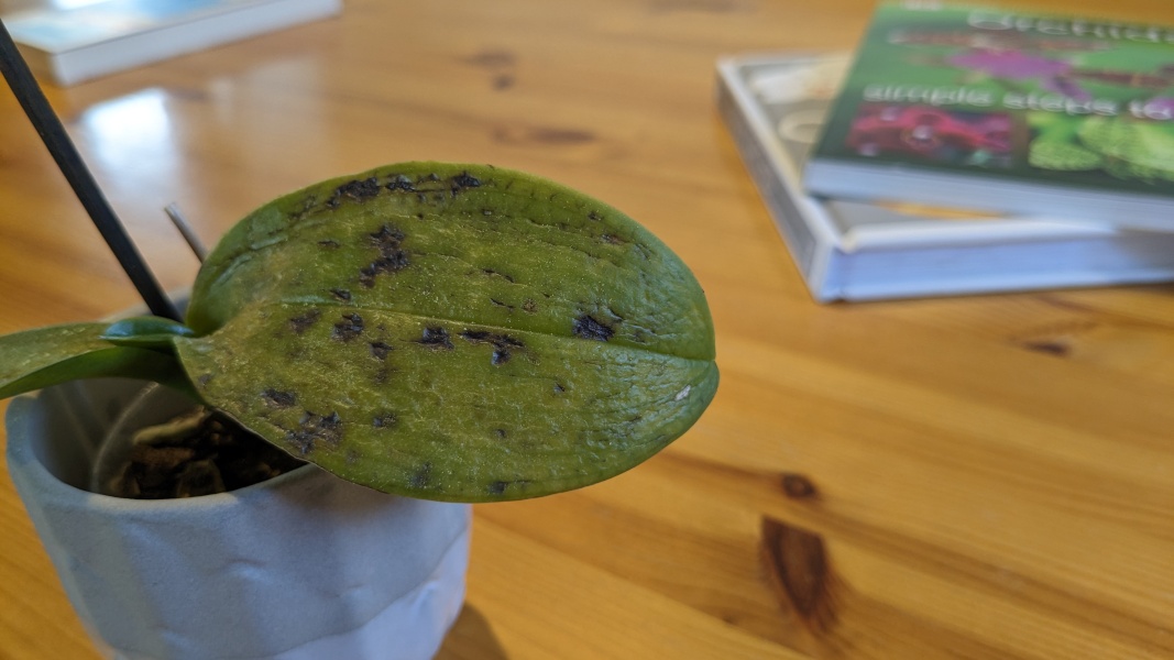 What the hell is wrong with my orchid?