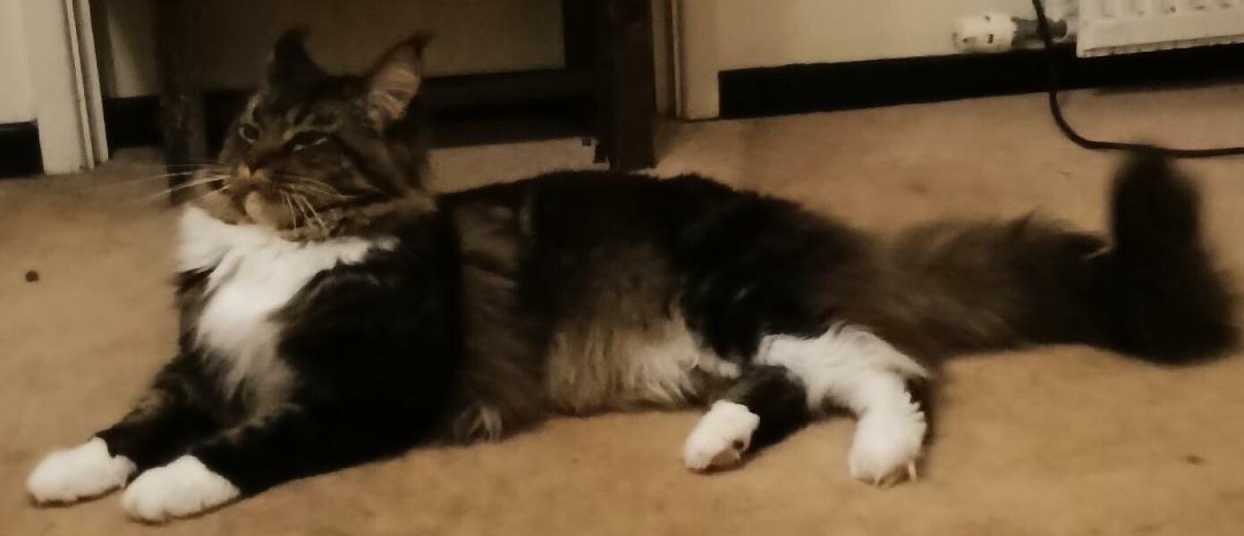 Stage 4 cancer... ? incurable? Thread #2 is here.  In memory of our inspiring, lovely mowly77