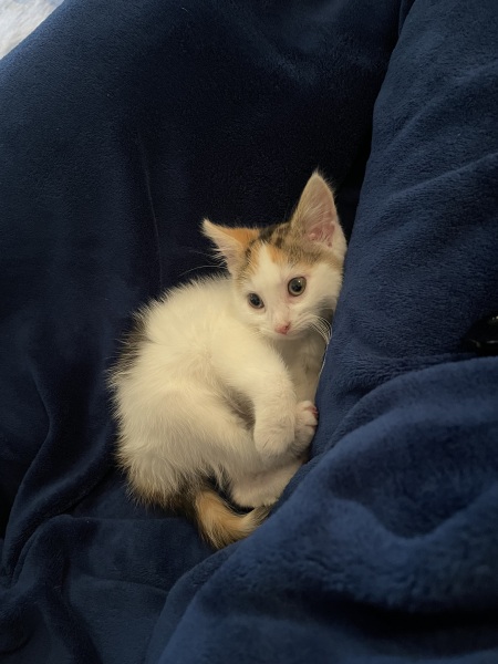New kitten advice