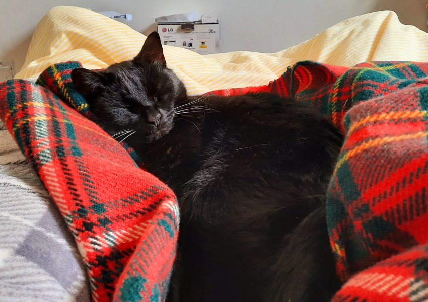 Thread 12 - TalkLair: “I say we take off and nuke the entire site from orbit. It's the only way to be sure.”