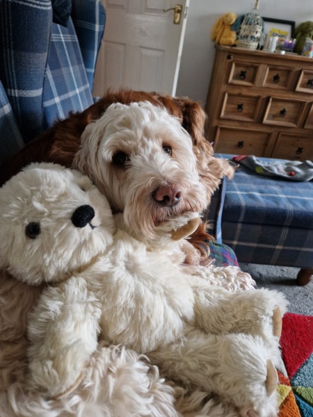 I'm an adult ... but I own a teddy bear! (Light-hearted (ish!))