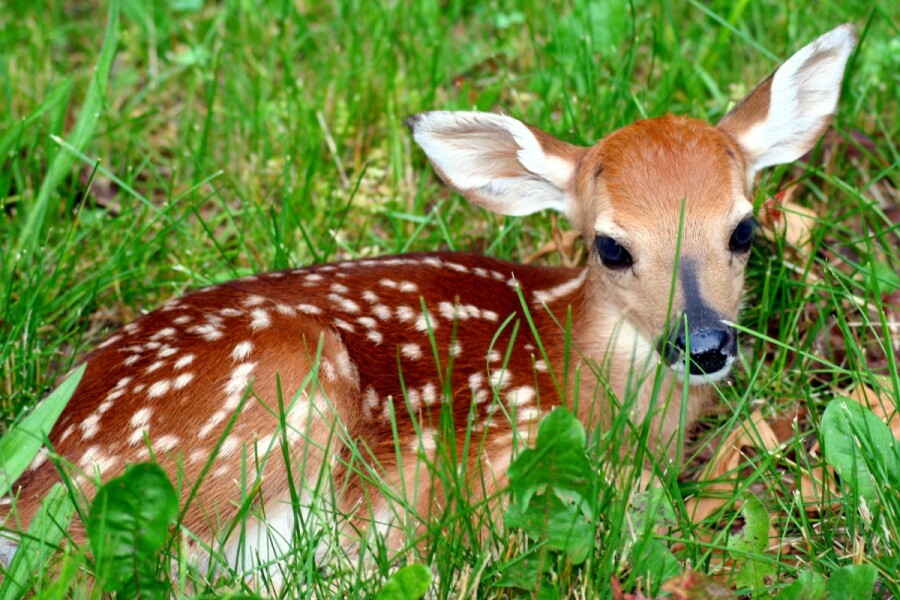 If you could be an animal what one would you be?