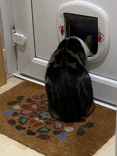 How long did it take you cat