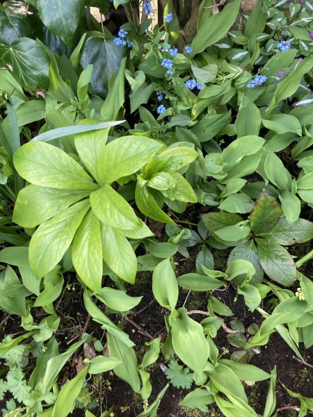 Are these hellebores?