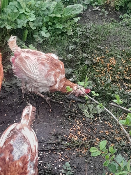 To show you what your free range egg providers really look like?