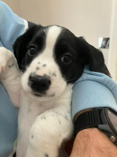 Cocker spaniel name suggestions