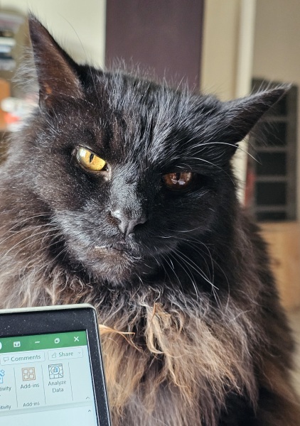Machiavellian Misbehaviour- the Excellent Cats Deny Everything