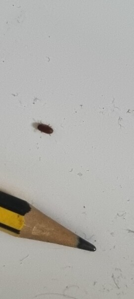 Is this a bed bug?