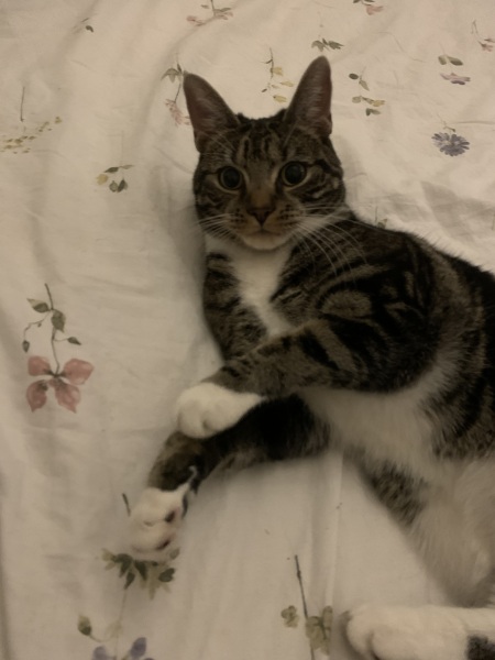 Machiavellian Misbehaviour- the Excellent Cats Deny Everything