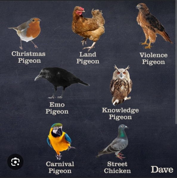 Why do middle aged people become obsessed with birds?