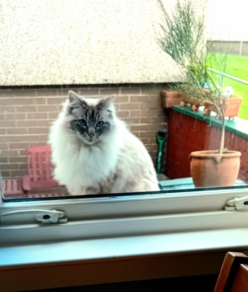 Machiavellian Misbehaviour- the Excellent Cats Deny Everything