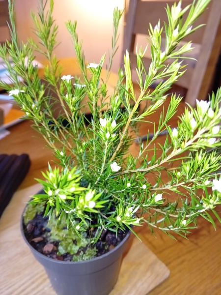Does anyone know what this little shrub is?