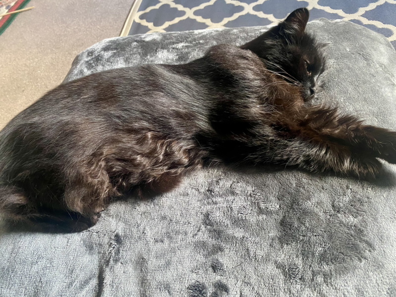 Unplanned cat