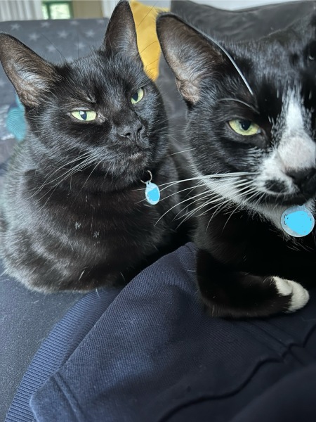 Machiavellian Misbehaviour- the Excellent Cats Deny Everything
