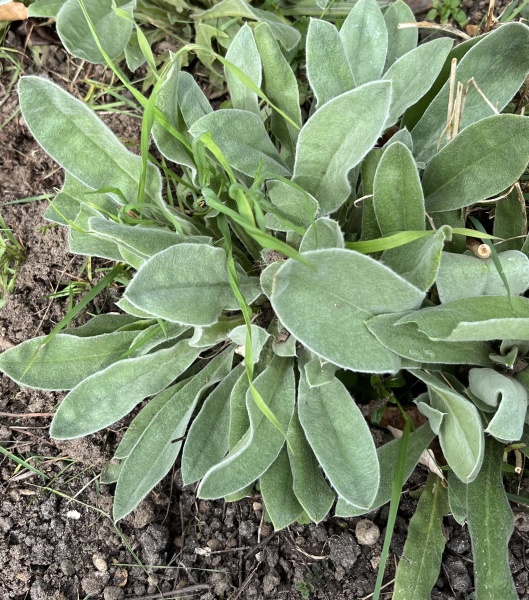 I'm pretty sure these are weeds, but can someone confirm before I rip them out!