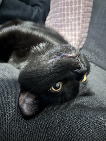 So we got a cat…