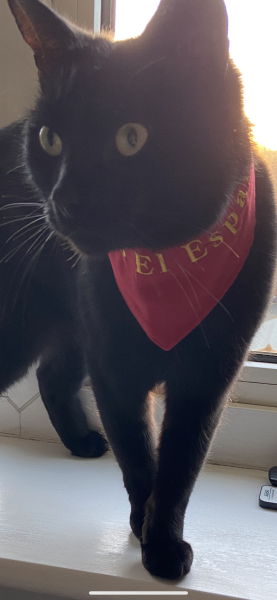 Machiavellian Misbehaviour- the Excellent Cats Deny Everything