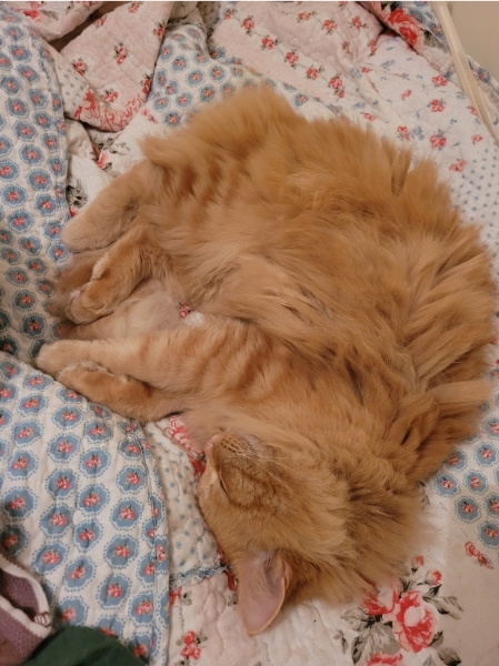 God forbid we disturb her slumber - photo