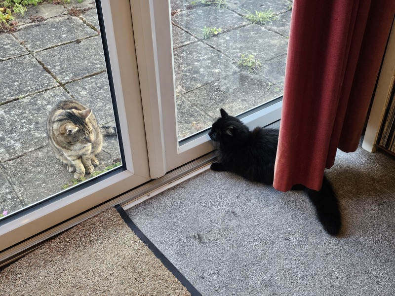 Thug cat part 5 - For he will not do destruction, if he is well-fed, neither will he spit without provocation.