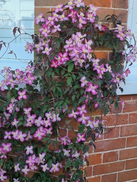 What clematis is this?