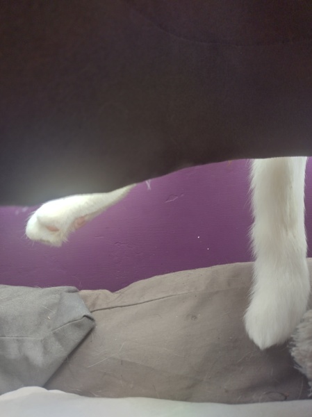 Machiavellian Misbehaviour- the Excellent Cats Deny Everything