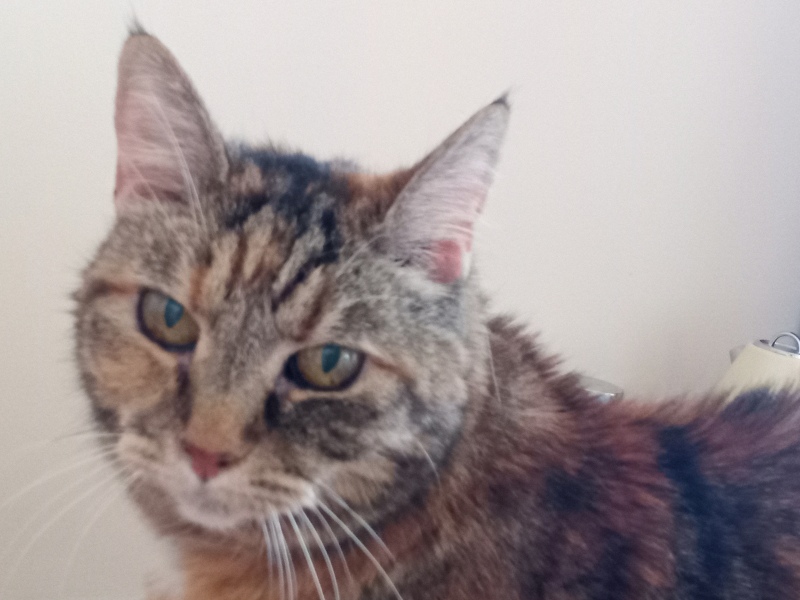 Machiavellian Misbehaviour- the Excellent Cats Deny Everything