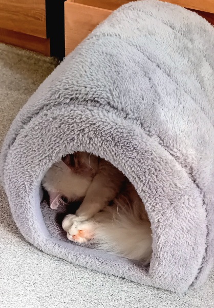 Machiavellian Misbehaviour- the Excellent Cats Deny Everything