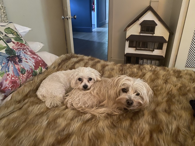 For weeks we have searched rescue centres for a youngish family dog. We've tried RSPCA, Battersea, Dogs Trust, Many Tears, Bordercollie Trust, Collie rescue, local rescues, much less local ones