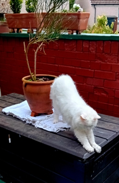 Machiavellian Misbehaviour- the Excellent Cats Deny Everything